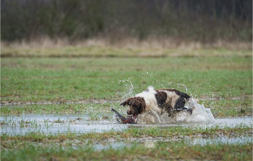 Springer anglais rapportant un faisan dans un champ inondé, l'hiver en Sologne