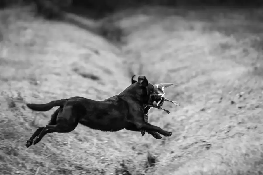 Labrador noir rapportant un canard au galop