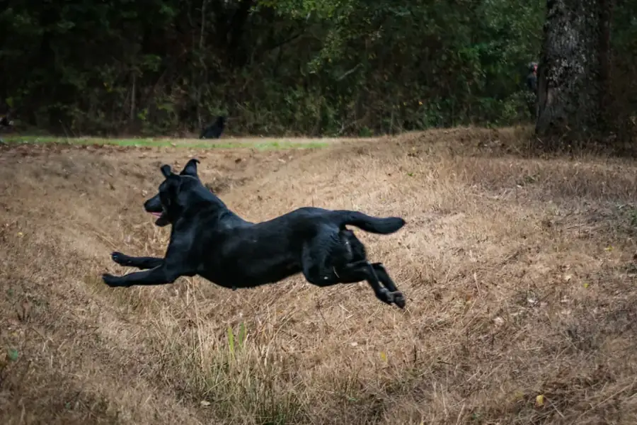 Labrador noir en plein saut à la chasse
