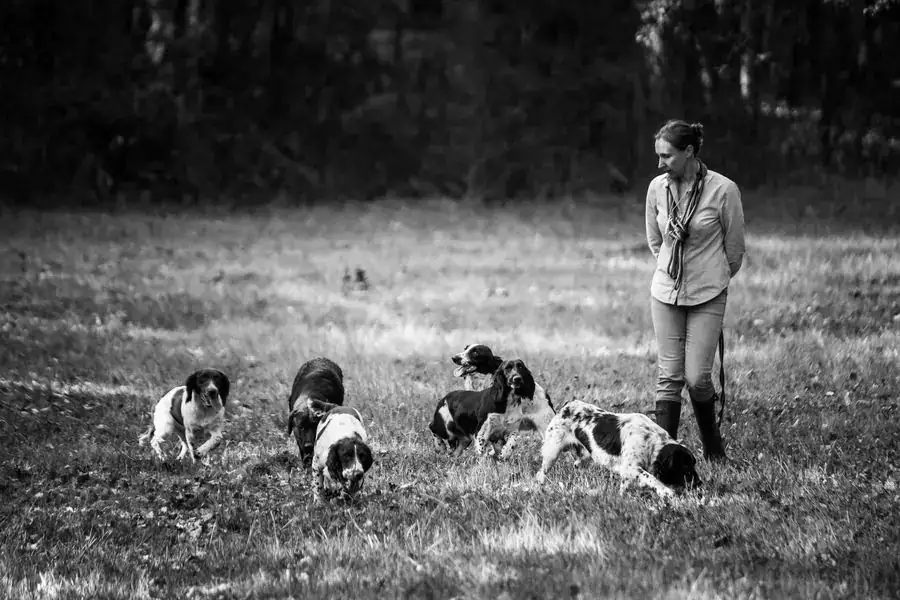 Maëlle Stockli avec ses springers et cockers de travail en Sologne