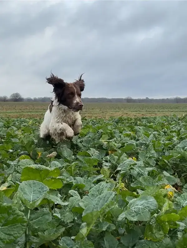 Springer anglais de travail bondissant dans un champ en Sologne, l'hiver