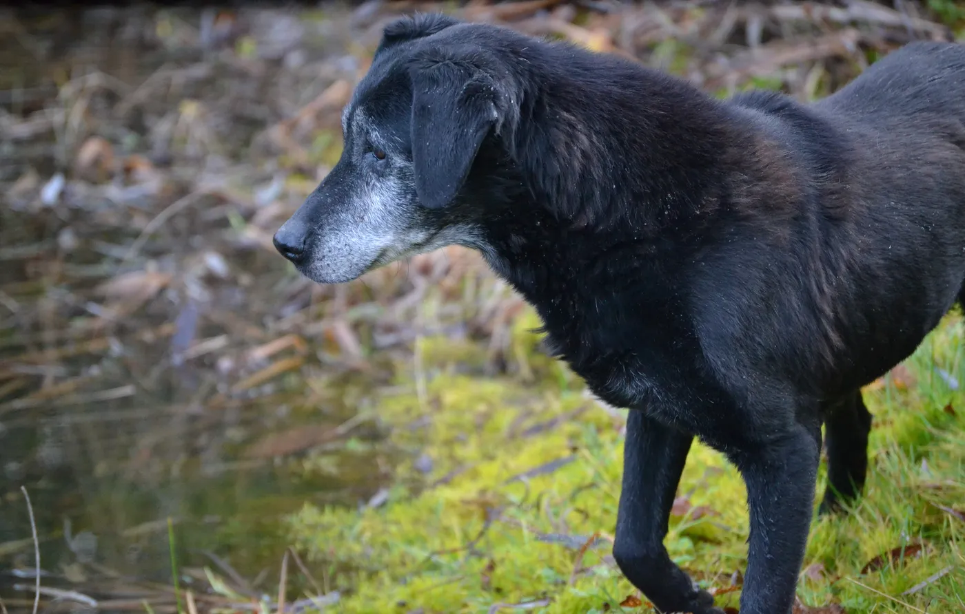 Chienne labrador de travail de 15 ans au museau gris