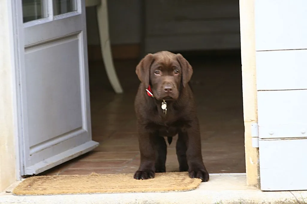 Chiot labrador chocolat sur le seuil de la maison