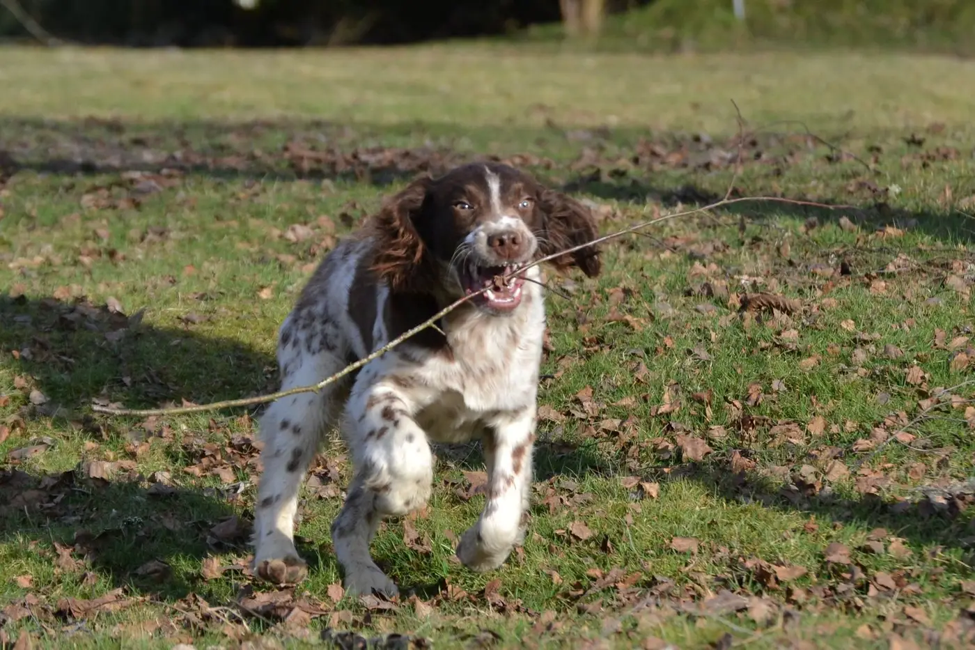 Chiot springer jouant avec un bâton