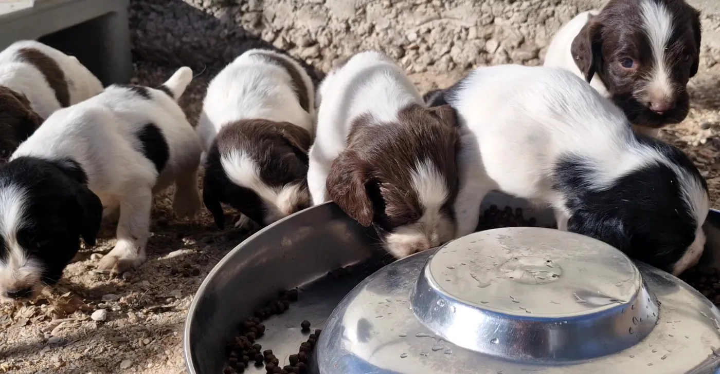 Chiots springers de 4 semaines mangeant leurs premières croquettes à l'élevage