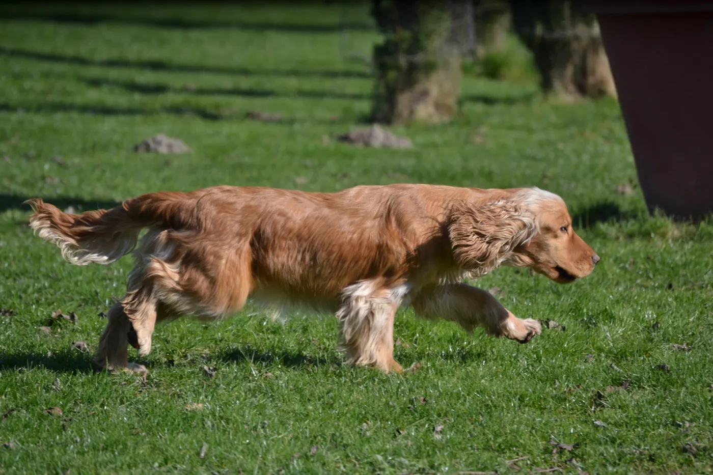 Cocker anglais adulte au trot, de profil