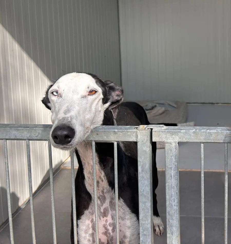 Galgo, un lévrier naturellement sec