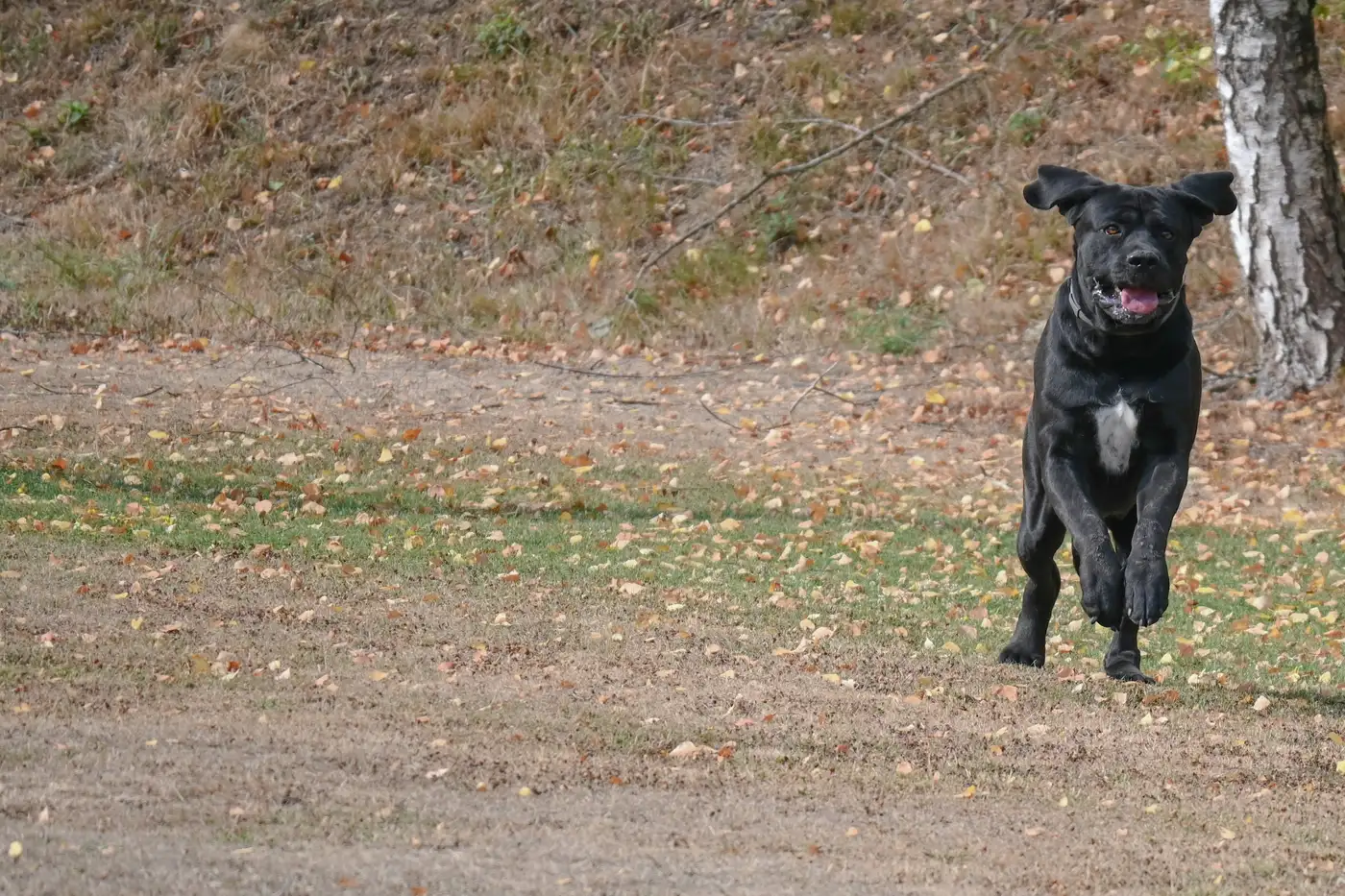 Cane corso de 18 mois, une race géante encore en fin de croissance