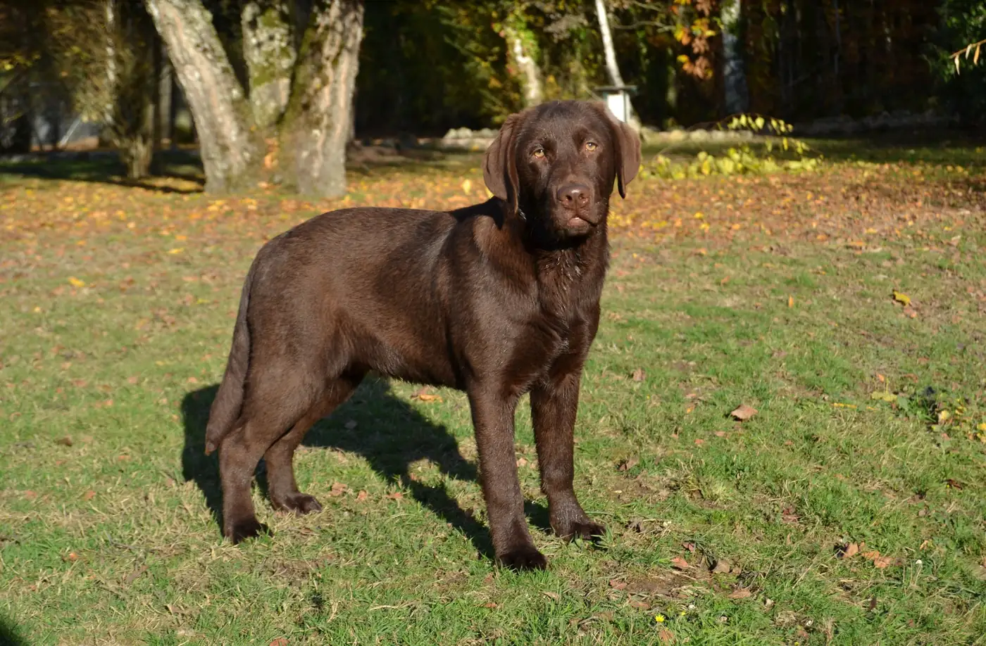 Jeune labrador chocolat de 5 mois