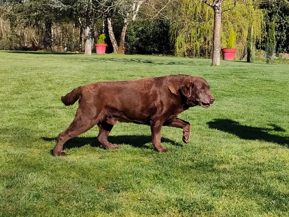 Labrador chocolat de 13 ans, toujours actif