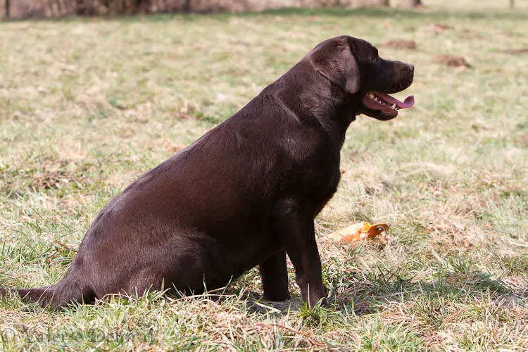 Labrador chocolat en surpoids, assis de profil