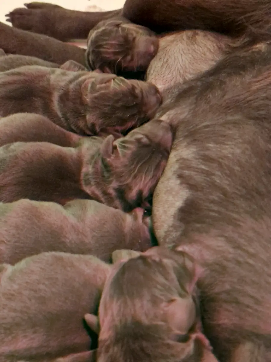 Chiots labrador chocolat nouveau-nés en train de téter
