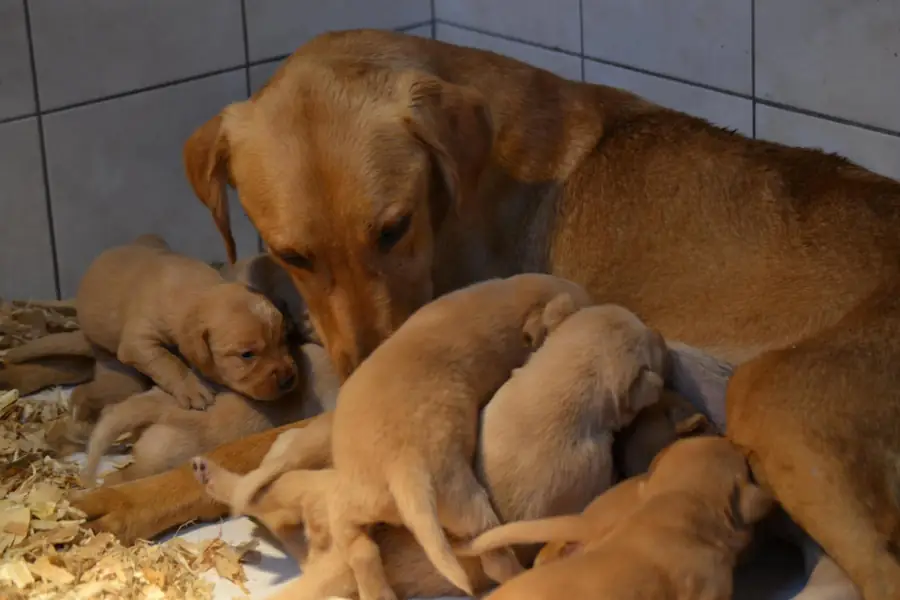Chienne labrador fauve veillant sur ses chiots nouveau-nés