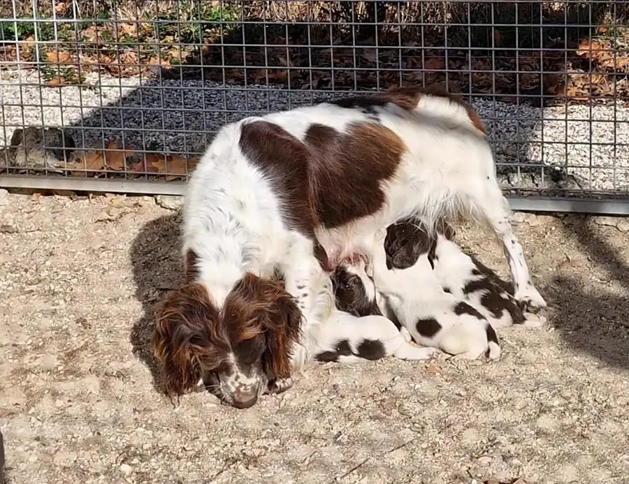 Chienne springer allaitant ses chiots dehors, au soleil, à l’élevage en Sologne