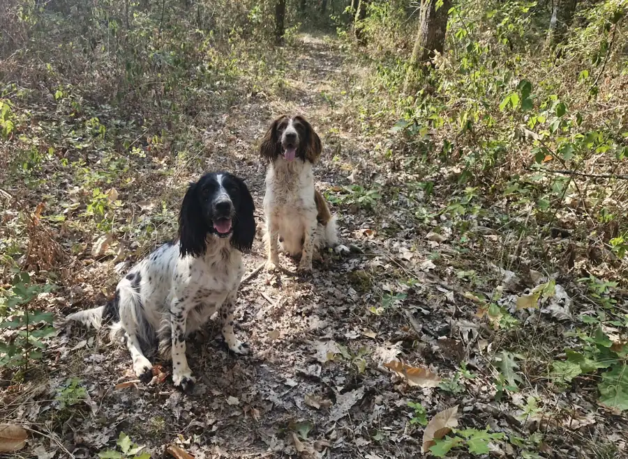 Deux chiennes springer en fin de gestation assises en forêt, à l’élevage en Sologne