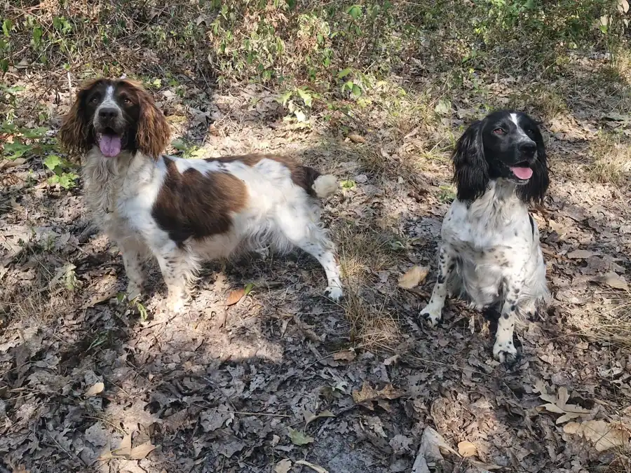 Chiennes springer en fin de gestation, en forêt de Sologne