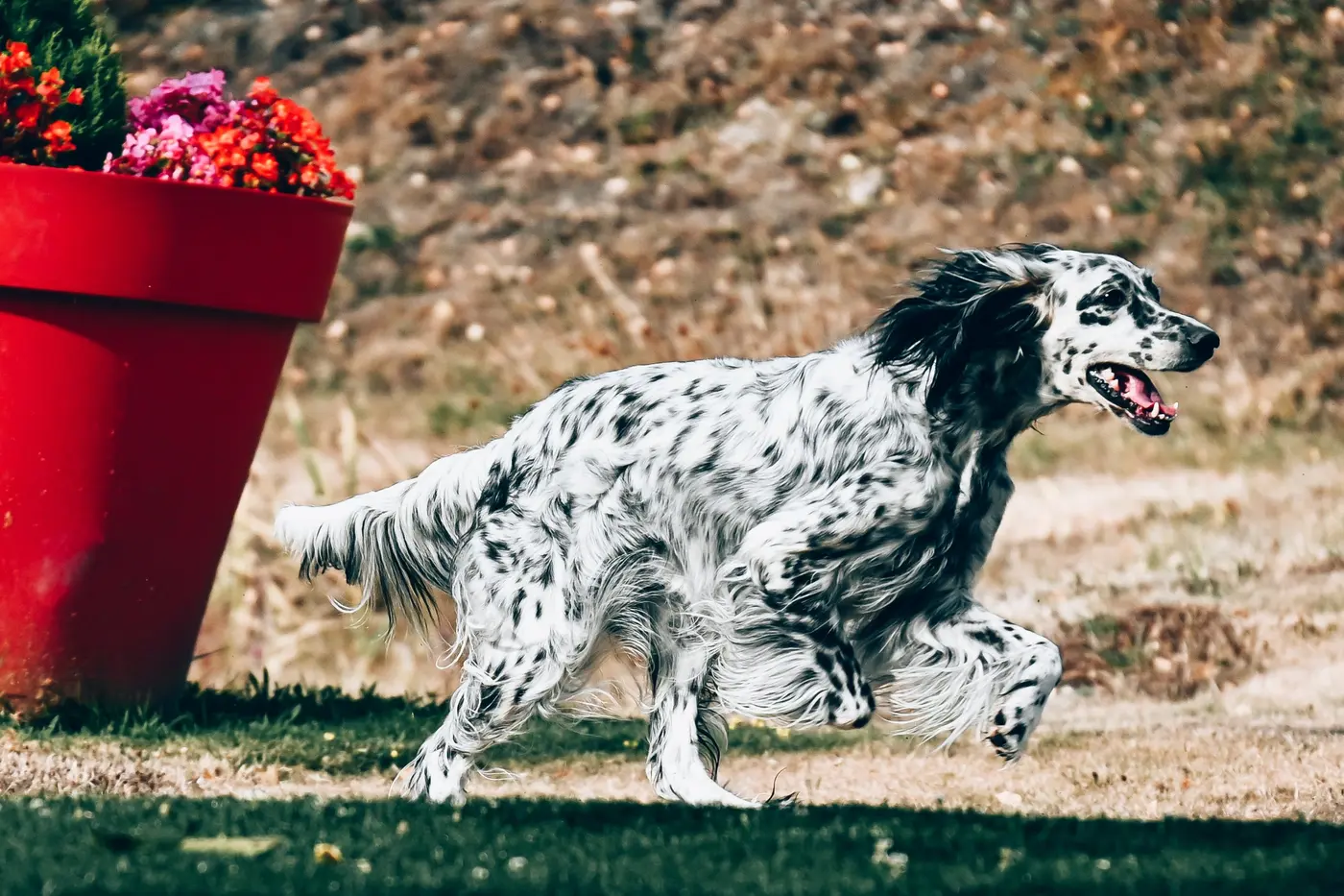 Setter anglais de profil, silhouette sèche d'un chien de chasse