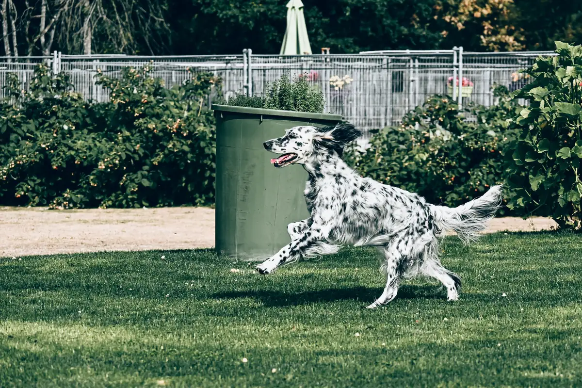 Setter anglais au galop
